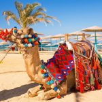 پکیج ماه عسل سافاری کیش