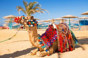 پکیج ماه عسل سافاری کیش