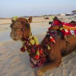 شتر سواری در کیش