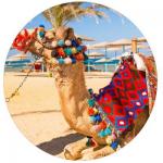 شتر سواری در کیش